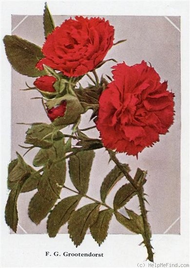'F. J. Grootendorst (Rugosa, De Goey, 1918)' rose photo