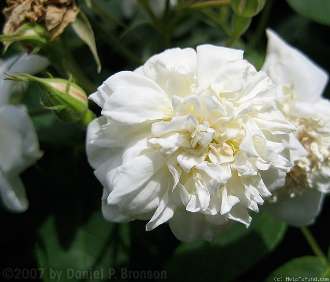 '<i>Rosa</i> x <i>moschata</i> 'Plena'' rose photo