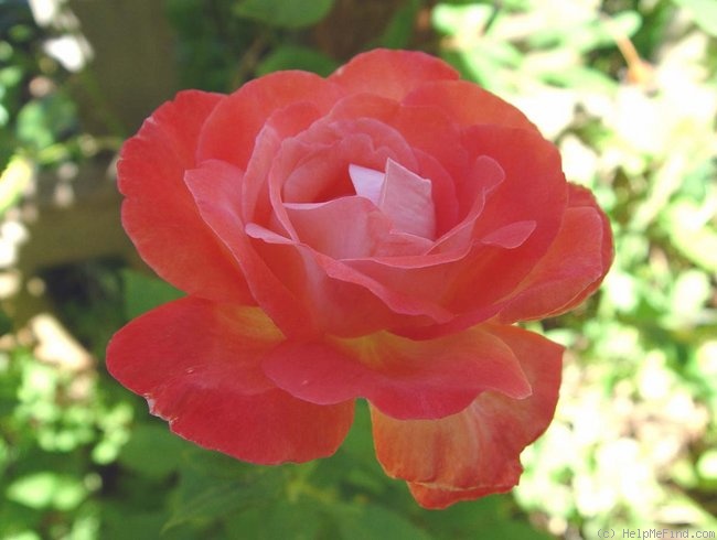 'Spirit of Glasnost' rose photo