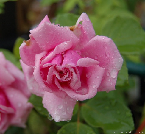 'Madame Doré' rose photo