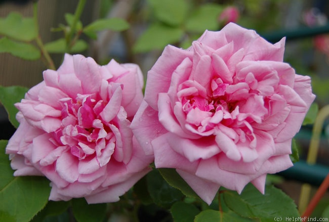 'Madame Doré' rose photo