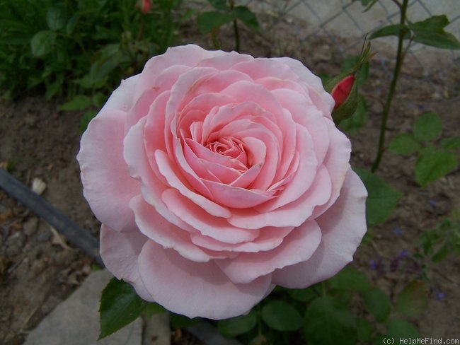 'Sexy Rexy ® (Floribunda, McGredy, 1978)' rose photo