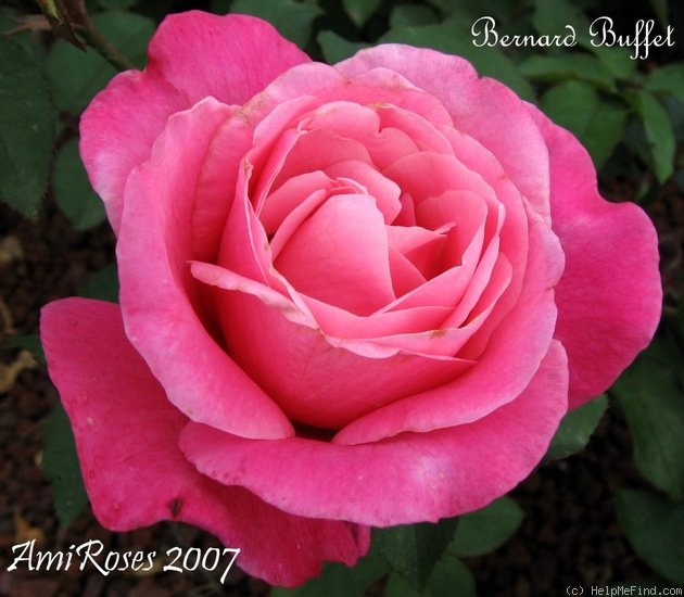 'Bernard Buffet' rose photo