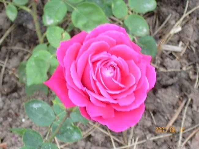 'Dr. Müllers Rote' rose photo