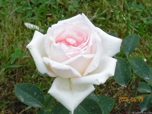 'Käte Felberg' rose photo