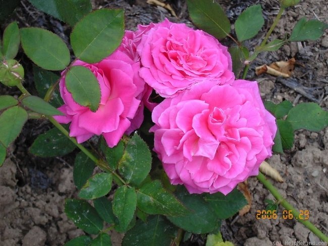 'Dannenberg' rose photo