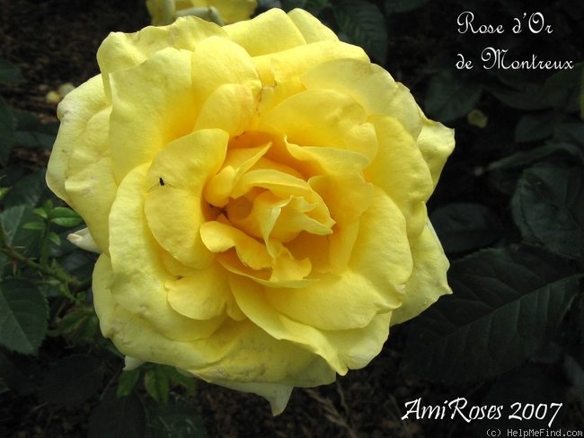 'Rose d'Or de Montreux ®' rose photo