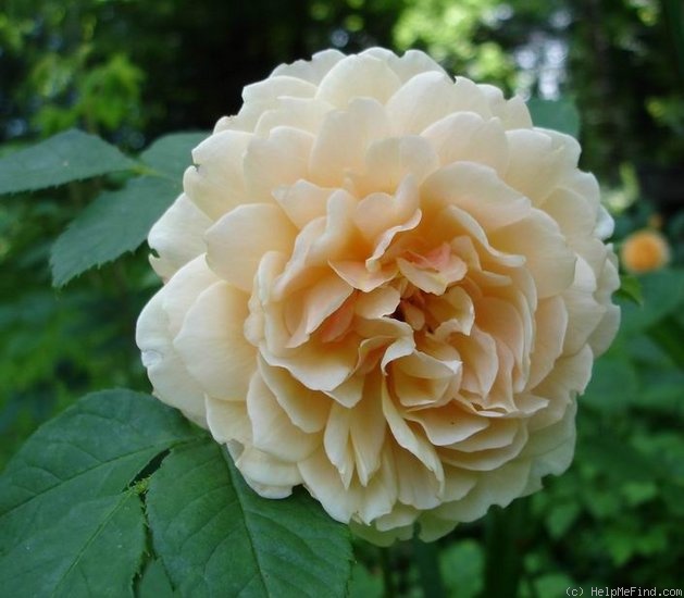 'Grace ® ™ (English Rose, Austin 2001)' rose photo