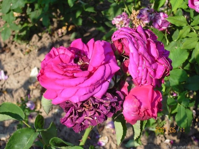 'Paula Clegg' rose photo