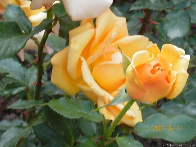 'Gotha' rose photo