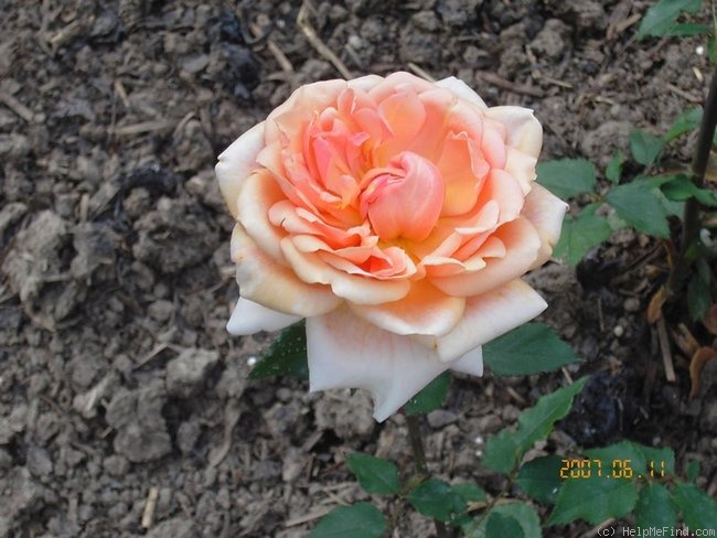 'Gotha IV' rose photo