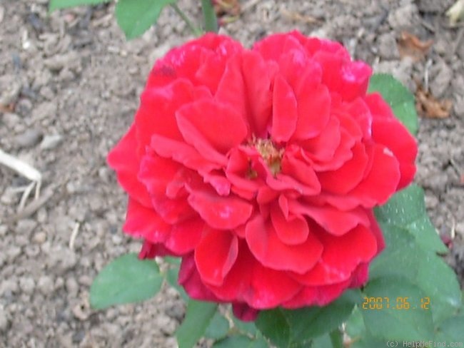 'Kardinal (hybrid tea, Krause 1933)' rose photo