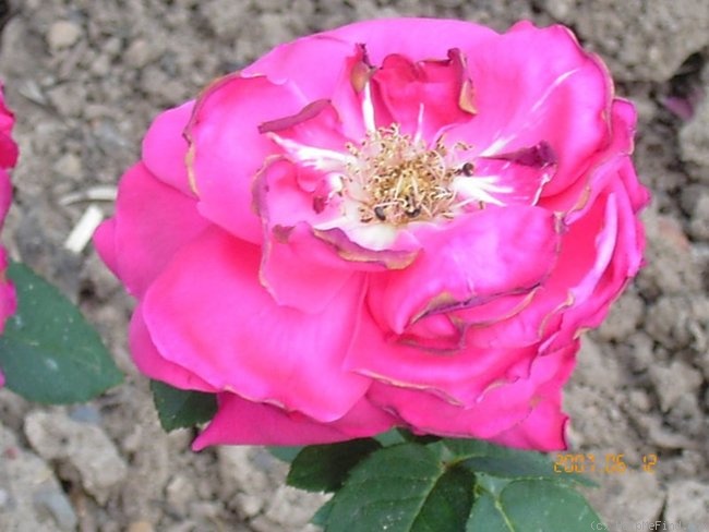 'Generaloberst von Kluck' rose photo