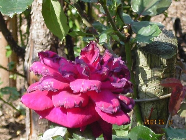 'Hadley elatior' rose photo