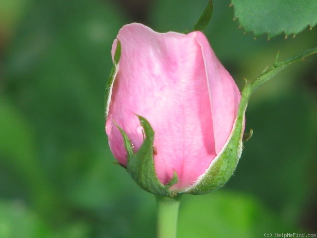 'Alnwick Castle' rose photo