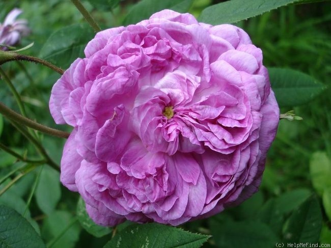 'Anaïs Ségalas (Centifolia, Vibert, 1837)' rose photo