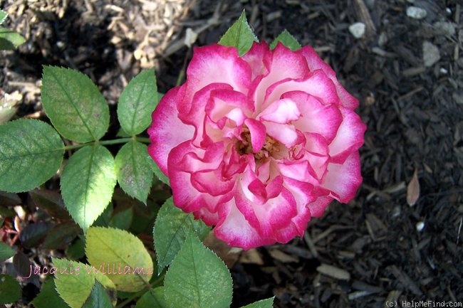 'Jacquie Williams' rose photo