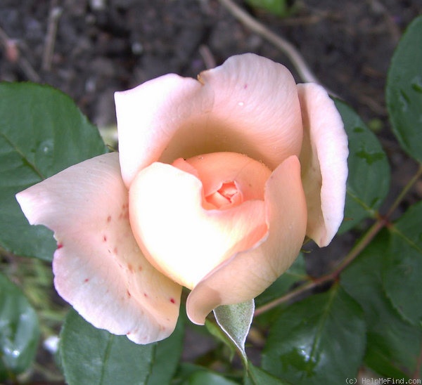 'Clair Renaissance ™' rose, click to enlarge 'Clair Renaissance ™' rose photo