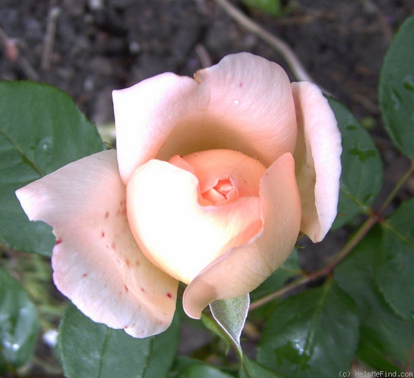 'Clair Renaissance ™' rose photo