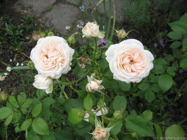 'Sebastian Kneipp ™' rose photo