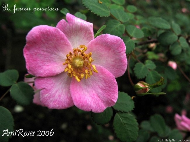 '<i>Rosa farreri</i> f. <i>persetosa</i> Stapf synonym' rose photo