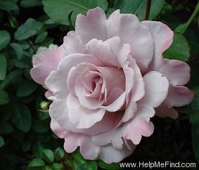 'Little Silver' rose photo