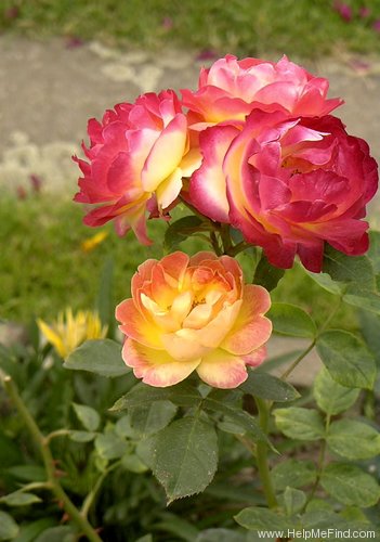 'Firlefanz' rose photo