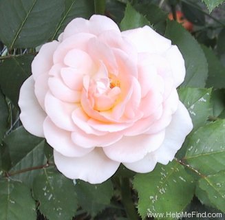 'Clair Renaissance ™' rose, click to enlarge 'Clair Renaissance ™' rose photo