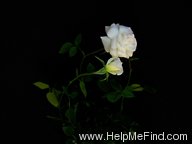 'Memphis Queen' rose photo