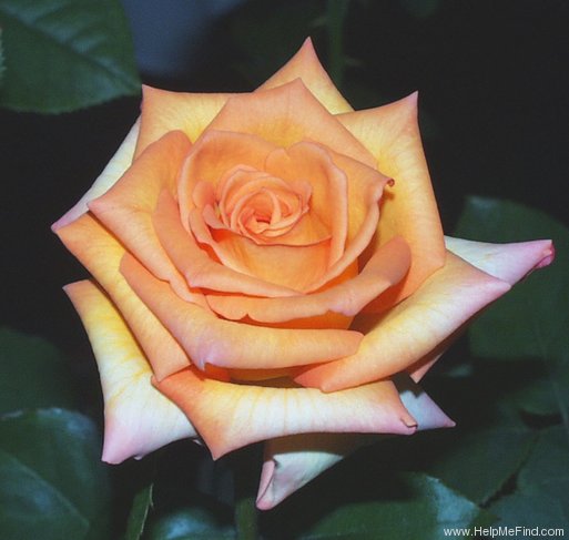 'Saturn ™ (hybrid tea, Zary, 1994)' rose photo