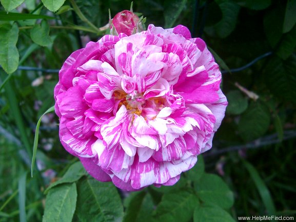 'Camaïeux (Hybrid Gallica, Gendron, 1826)' rose, click to enlarge 'Camaïeux (Hybrid Gallica, Gendron, 1826)' rose photo