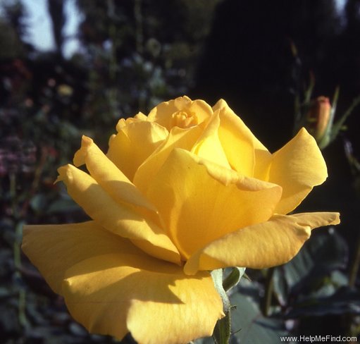 'King's Ransom' rose photo