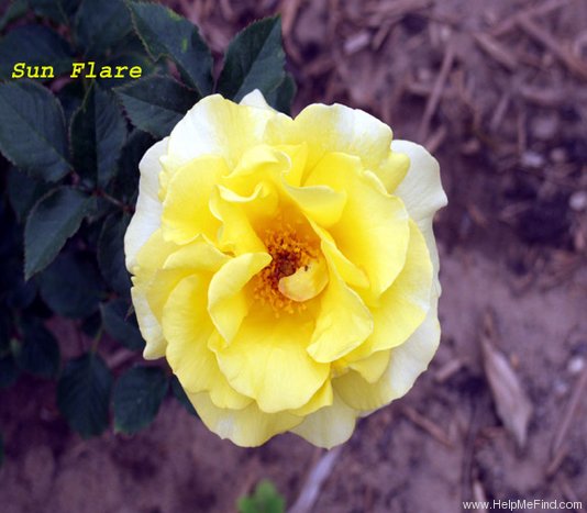 'Sun Flare' rose photo