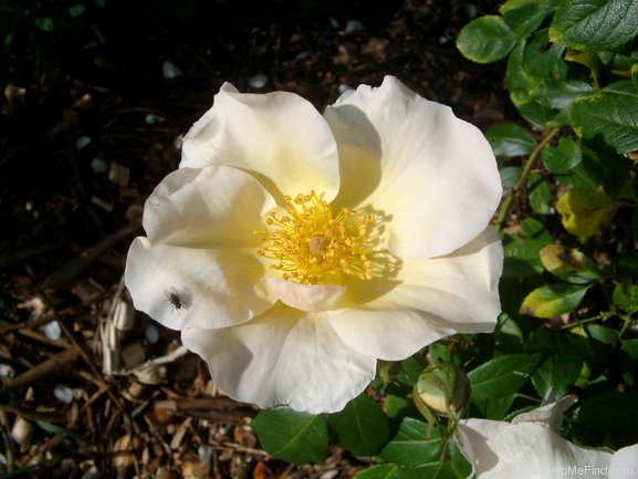 'Rosalita' rose photo