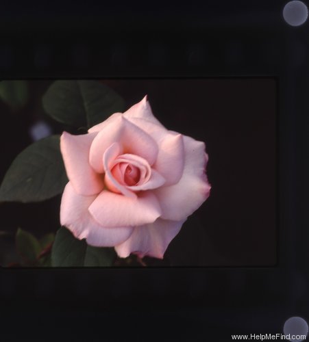 'Pink Licorice' rose photo