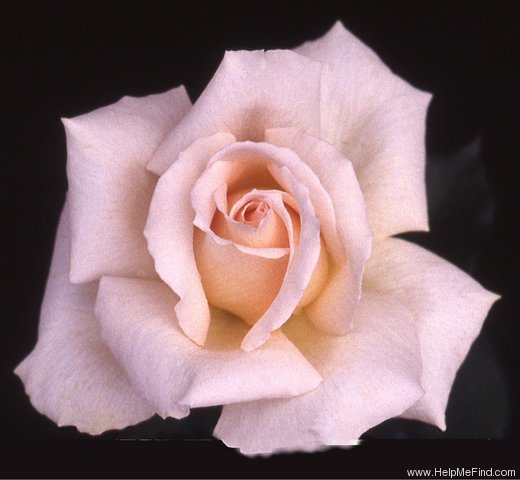 'Hopeful' rose photo