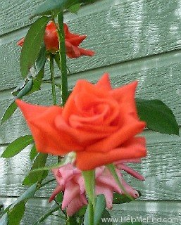 'Coral Sea ™ (hybrid tea, Zary, 1999)' rose photo
