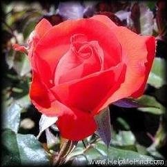 'Orange Sensation ®' rose photo