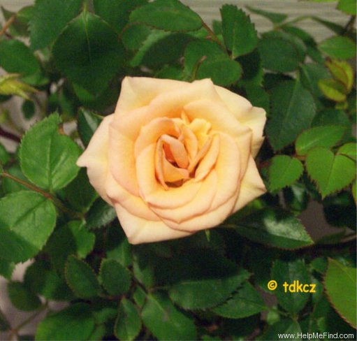 'Party Girl ®' rose photo