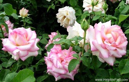 'LeAnn Rimes' rose photo