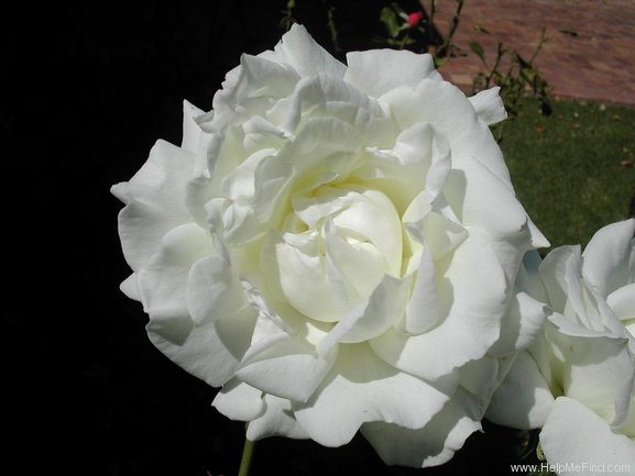 'Betty Herholdt' rose photo