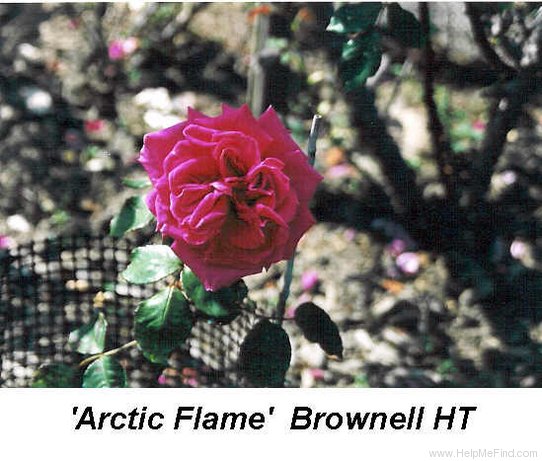 'Arctic Flame' rose photo