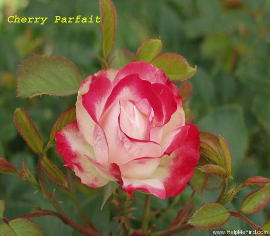 'Cherry Parfait ™' rose photo