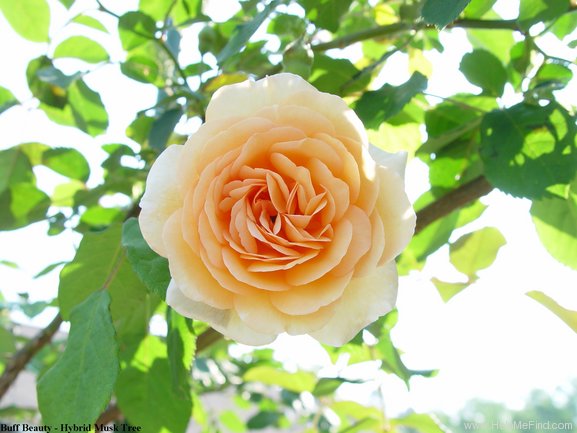 'Buff Beauty (Hybrid Musk, Bentall, 1939)' rose photo