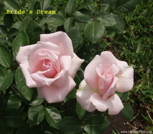 'Bride's Dream (hybrid tea, Kordes 1985)' rose photo
