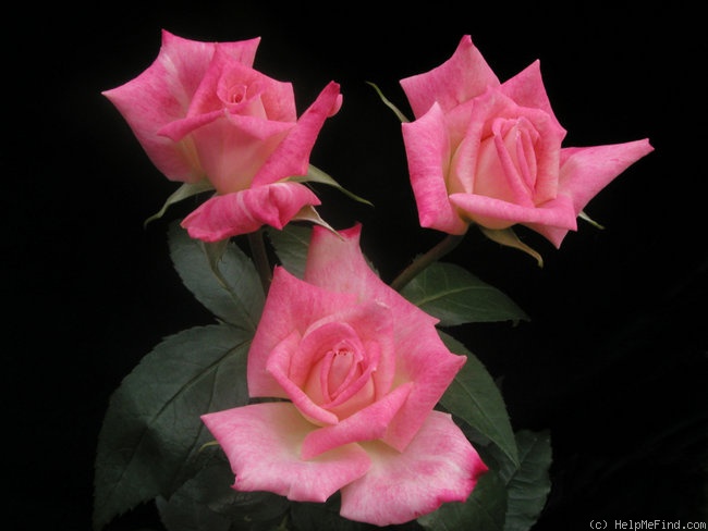 'Bella Diana' rose photo