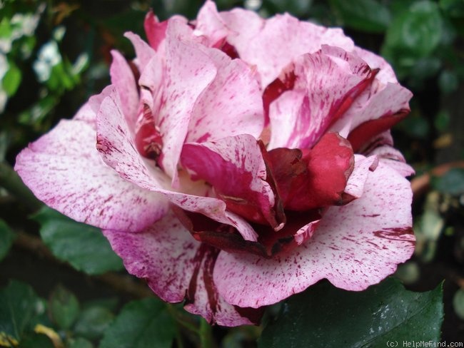 'New Imagine' rose, click to enlarge 'New Imagine' rose photo