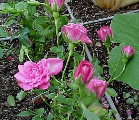 'Live Wire ™' rose photo