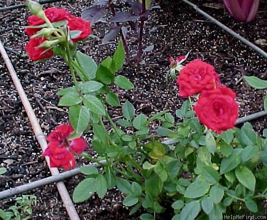 'Red Minimo ™' rose photo