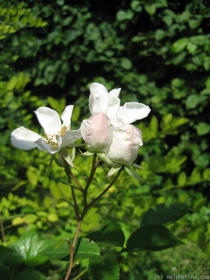 'Clematis Rose' rose photo